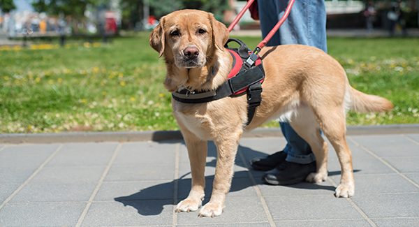 Large picture of an emotional or service dog.