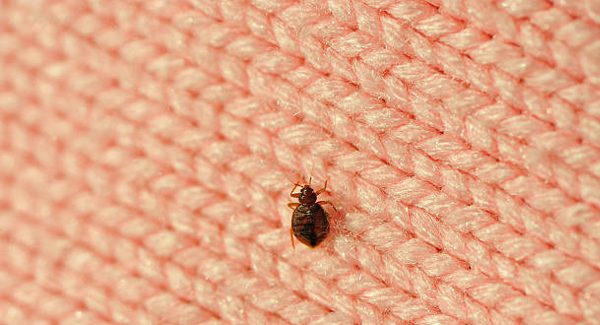 Picture of a bed bug on a piece of fabric.