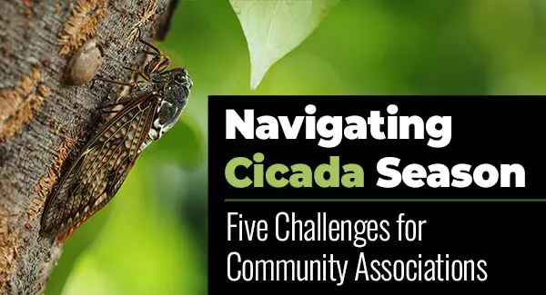 Cicada on tree