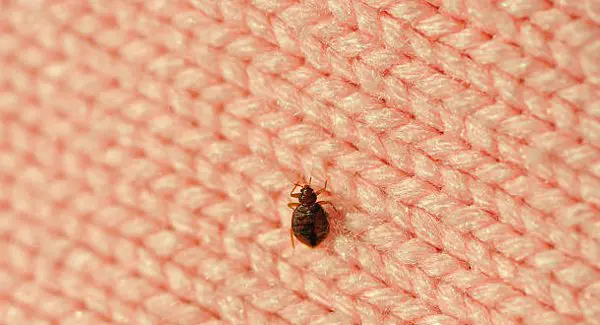 A close-up of a bed bug on pink woven fabric.