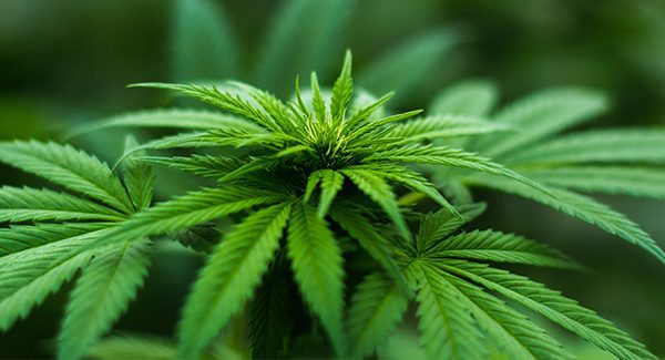 a marijuana plant.